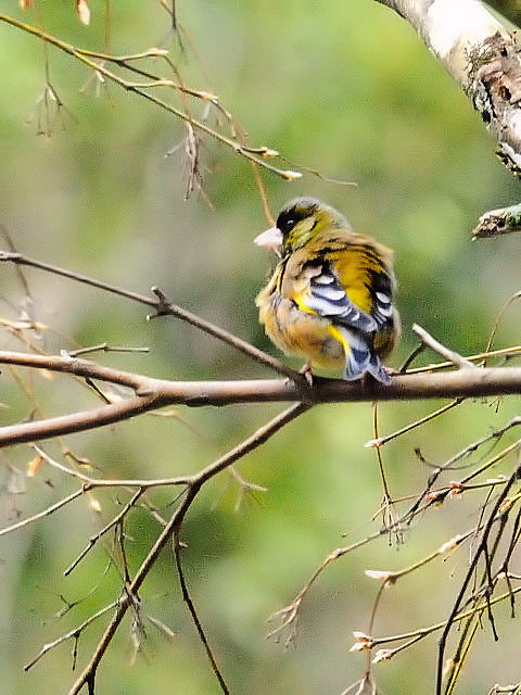 ʐ^-20140410-2 Jq @iQ-2j ʎR@PHs@Ɍ 2014/04/10@Photo by Kohyuh