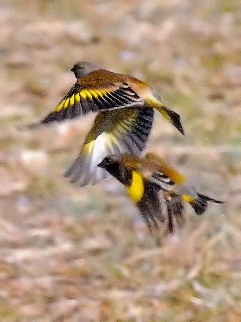 E Jq@@s@썶݁@͐~@2011/01/07@Photo by Kohyuh