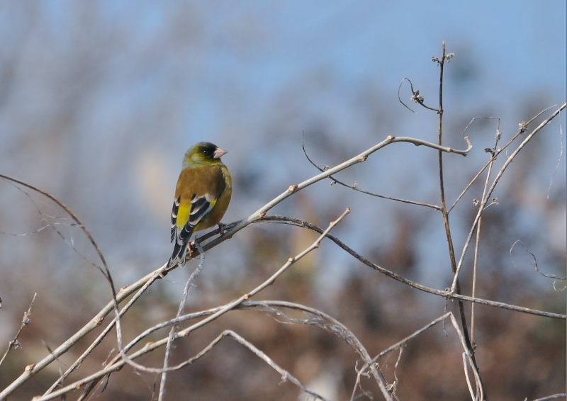 カワラヒワ　淀川左岸　枚方市　2016/01/27　Photo by Takase