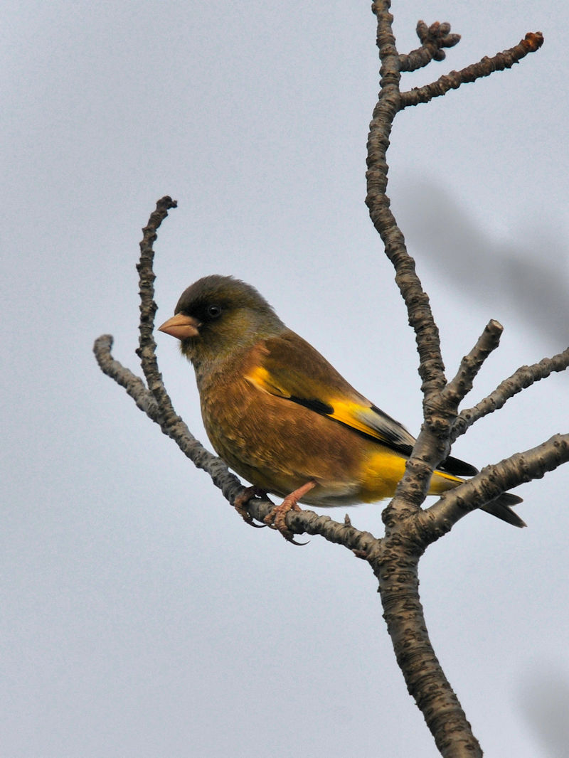 Jq @J@s@2022/01/12@Photo by Kohyuh