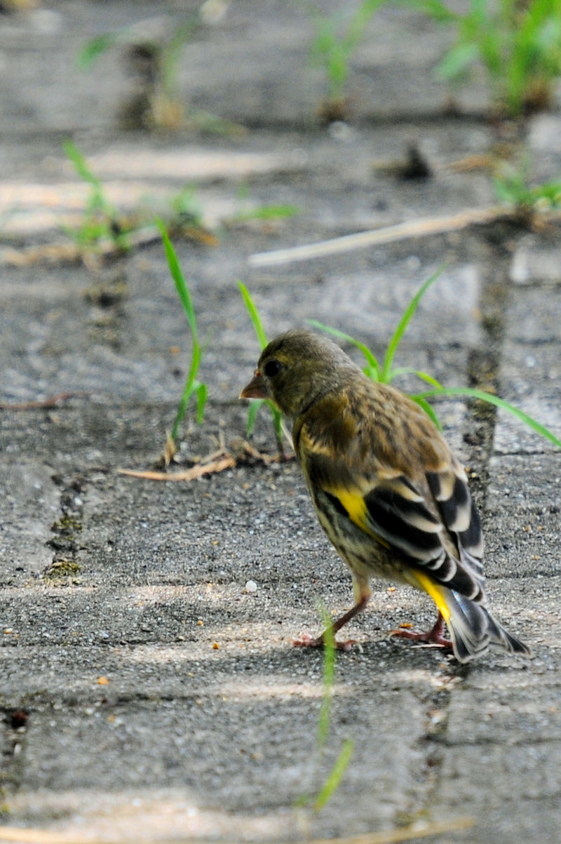 Jq@c@J@s@2022/08/11@Photo by Kohyuh