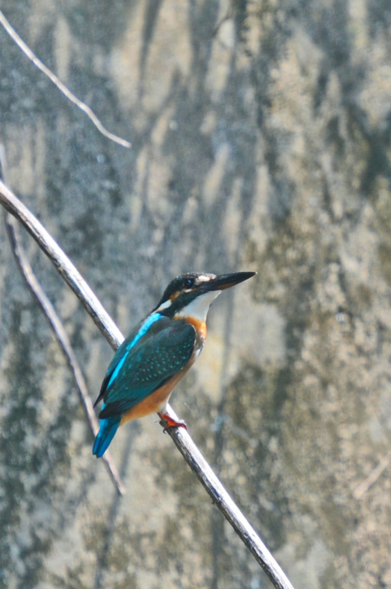 カワセミ♂成鳥　大谷川　八幡市　2021/09/23　 Photo by Kohyuh