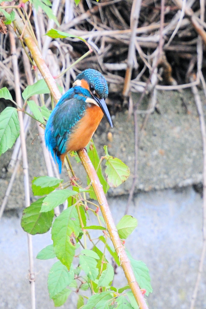 カワセミ♂ 成鳥　大谷川　八幡市　2021/10/26　 Photo by Kohyuh