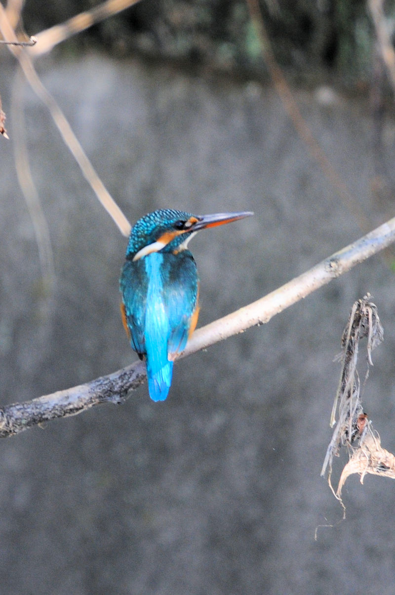 カワセミ♀ 成鳥　大谷川　八幡市　2021/11/03　 Photo by Kohyuh