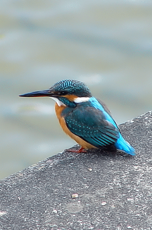 ① カワセミ （♀）　成鳥　交野市　天野川　2003/11/12　 Photo by Kohyuh