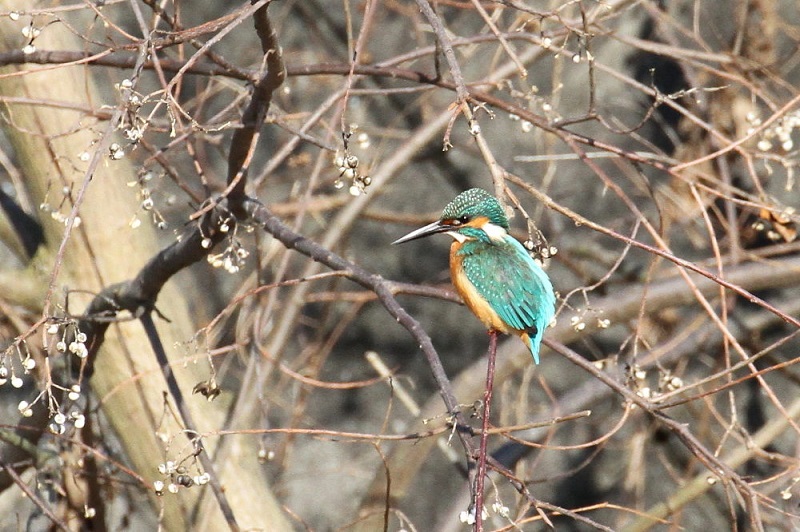カワセミ（１０態-1）　大谷川　八幡市　2017/11/21-2018/0115　Photo by Manda　（写真提供：　萬田）