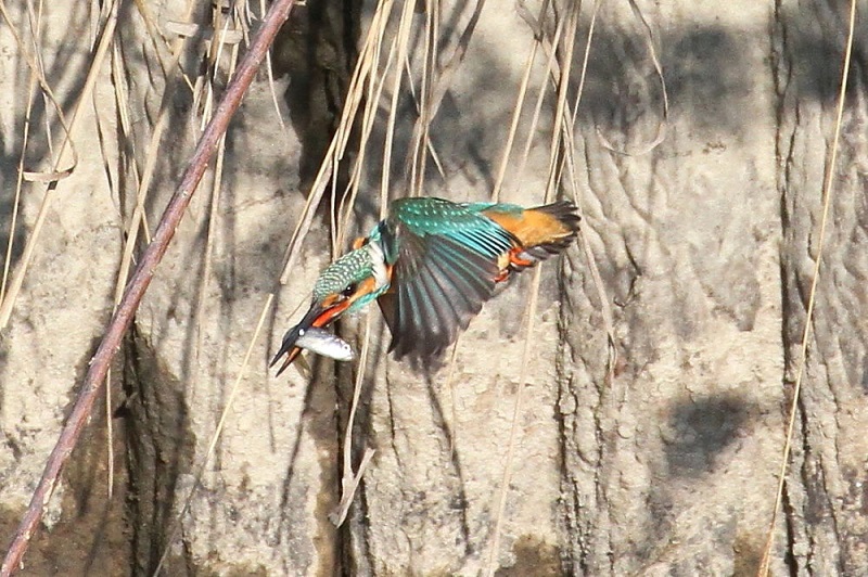 カワセミ（１０態-10）　大谷川　八幡市　2017/11/21-2018/0115　Photo by Manda　（写真提供：　萬田）