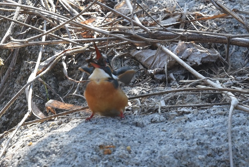 カワセミ（１３態-10）　山田池　枚方市　2018/02/18　Photo by Hyashi　（写真提供：　林）