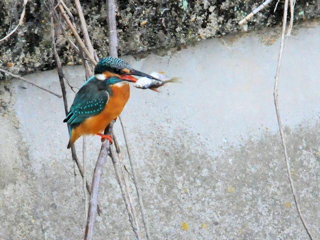 カワセミ♀（３態-3）　船橋川　枚方市　2018/11/17　 Photo by Kohyuh