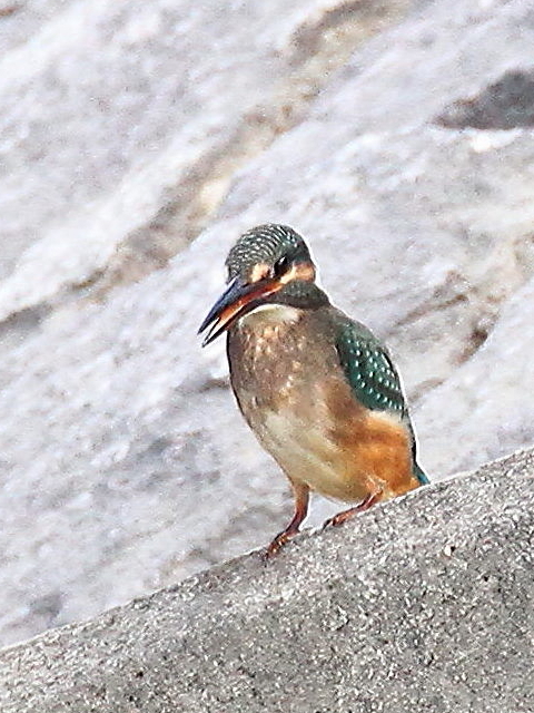 ⑥ カワセミ　（♀）　成鳥　八幡市　大谷川　 2013/09/30　 Photo by Manda　（写真⑥提供：　萬田）