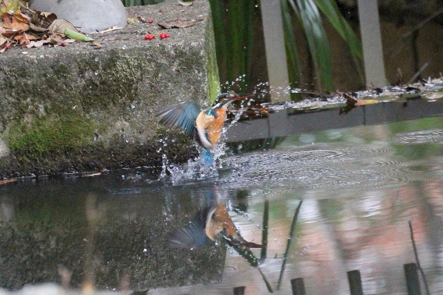 (10) カワセミ　（♀）　　成鳥　枚方市　山田池　2014/01/05　 Photo by Manda