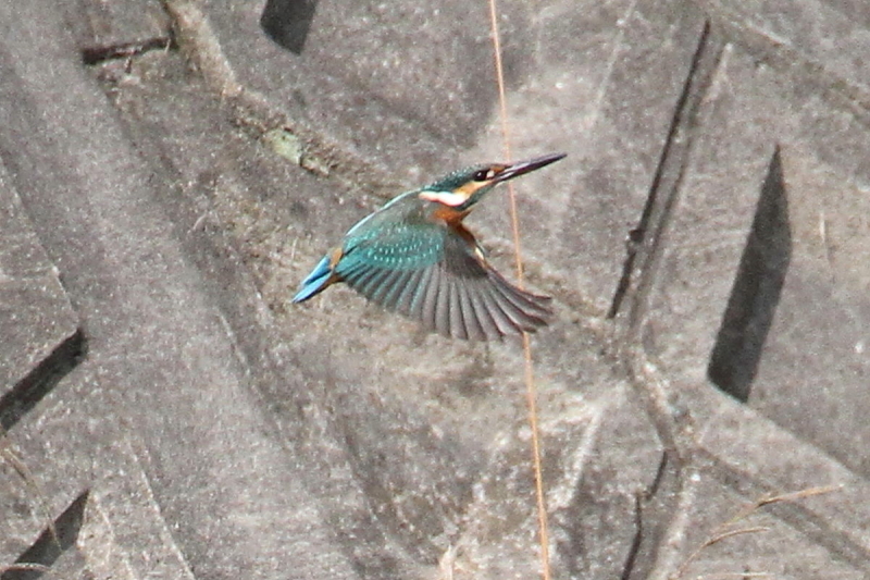 カワセミ　（♂）　飛び姿 （５態-1）　成鳥　大谷川　八幡市　2014/10/21　 Photo by Manda