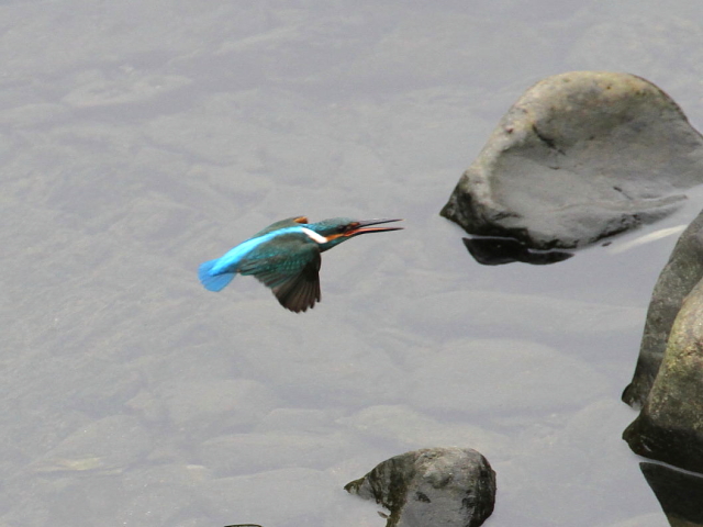 カワセミ　（♂）　飛び姿 （３態-1）　成鳥　京都市　宇治川　2014/06/17　 Photo by Manda　（写真提供：　萬田）