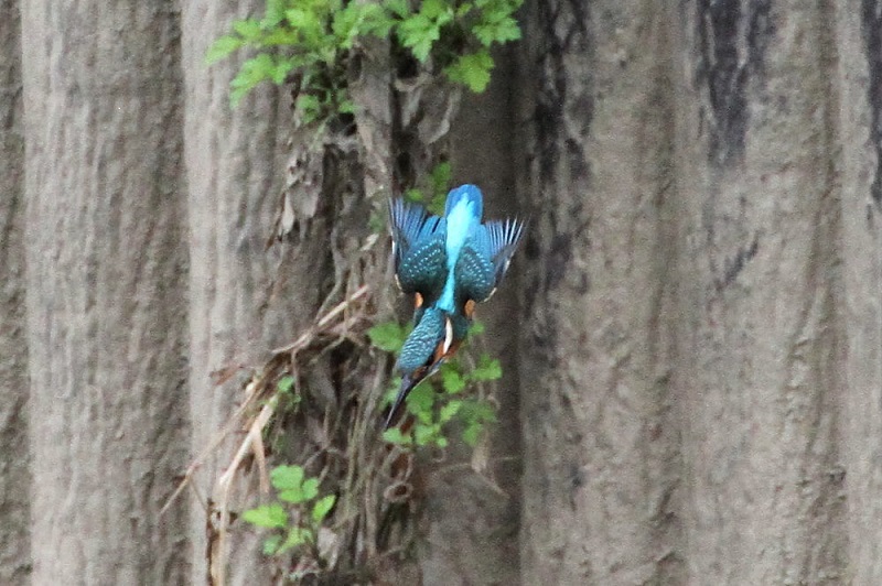 カワセミ（１０態-2）　大谷川　八幡市　2017/11/21-2018/0115　Photo by Manda　（写真提供：　萬田）