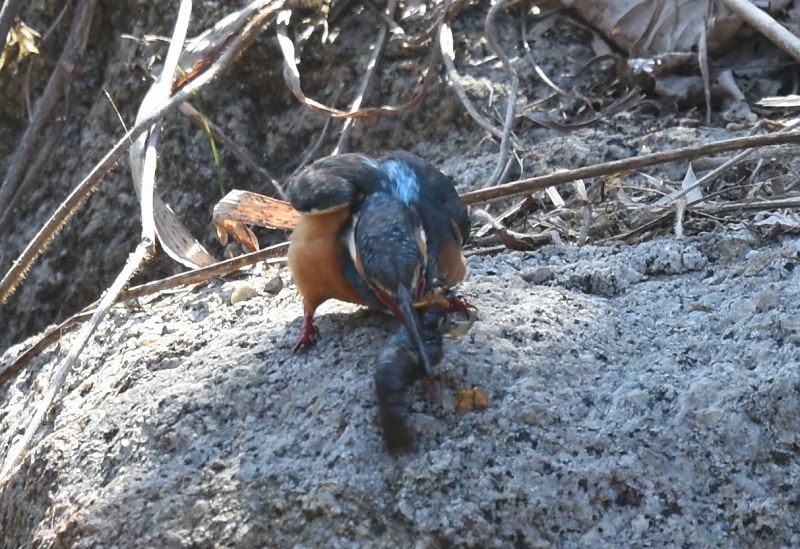 カワセミ（１３態-2）　山田池　枚方市　2018/02/18　Photo by Hyashi　（写真提供：　林）