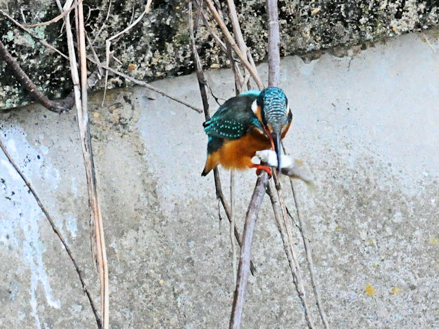カワセミ♀（３態-2）　船橋川　枚方市　2018/11/17　 Photo by Kohyuh