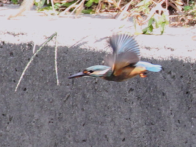 ⑦ カワセミ　（♀）　成鳥　八幡市　大谷川　 2013/09/30　 Photo by Manda　（写真⑦提供：　萬田）