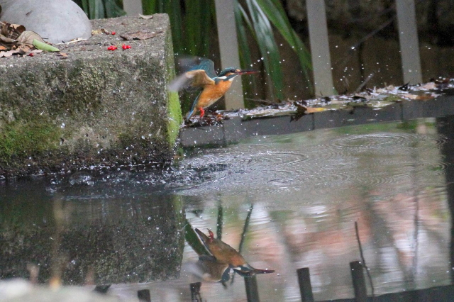 (11) カワセミ　（♀）　　成鳥</a>　枚方市　山田池　2014/01/05　 Photo by Manda