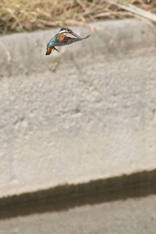 カワセミ　（♂）　飛び姿 （５態-2）　成鳥　大谷川　八幡市　2014/10/21　 Photo by Manda