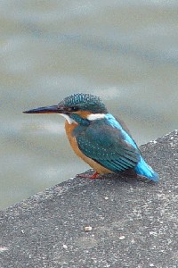 カワセミ 成鳥 交野市 天野川 2003/11/12 Photo by Kohyuh