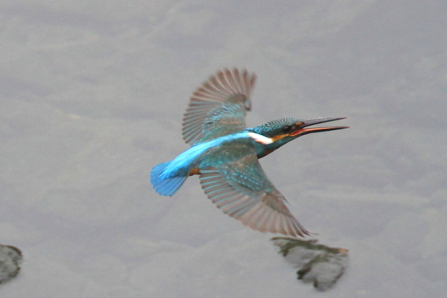 カワセミ　（♂）　飛び姿 （３態-2）　成鳥　京都市　宇治川　2014/06/17　 Photo by Manda　（写真提供：　萬田）