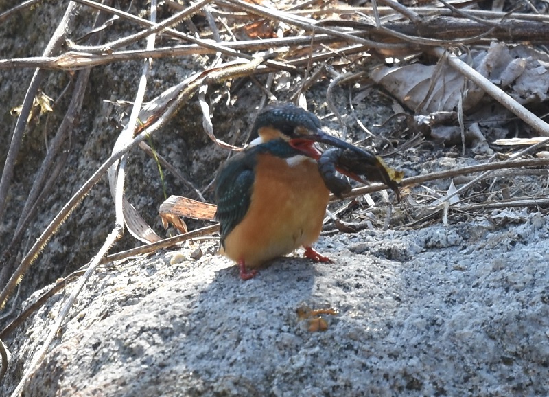 カワセミ（１３態-3）　山田池　枚方市　2018/02/18　Photo by Hyashi　（写真提供：　林）