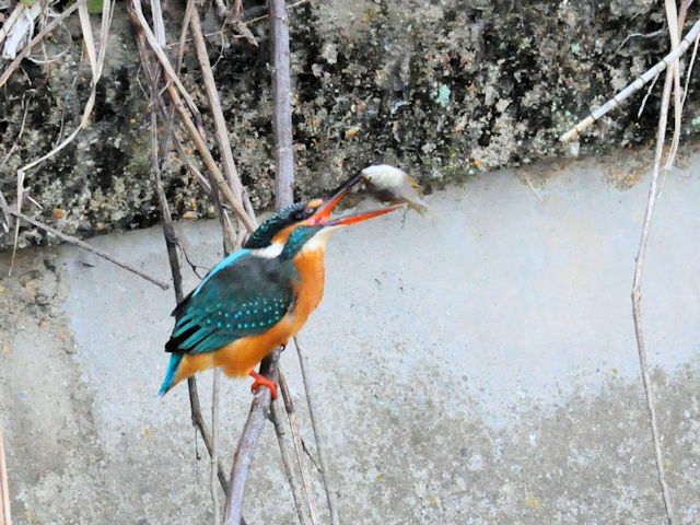 カワセミ♀（３態-1）　船橋川　枚方市　2018/11/17　 Photo by Kohyuh