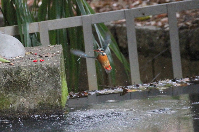 (12) カワセミ　（♀）　　成鳥　枚方市　山田池　2014/01/05　 Photo by Manda