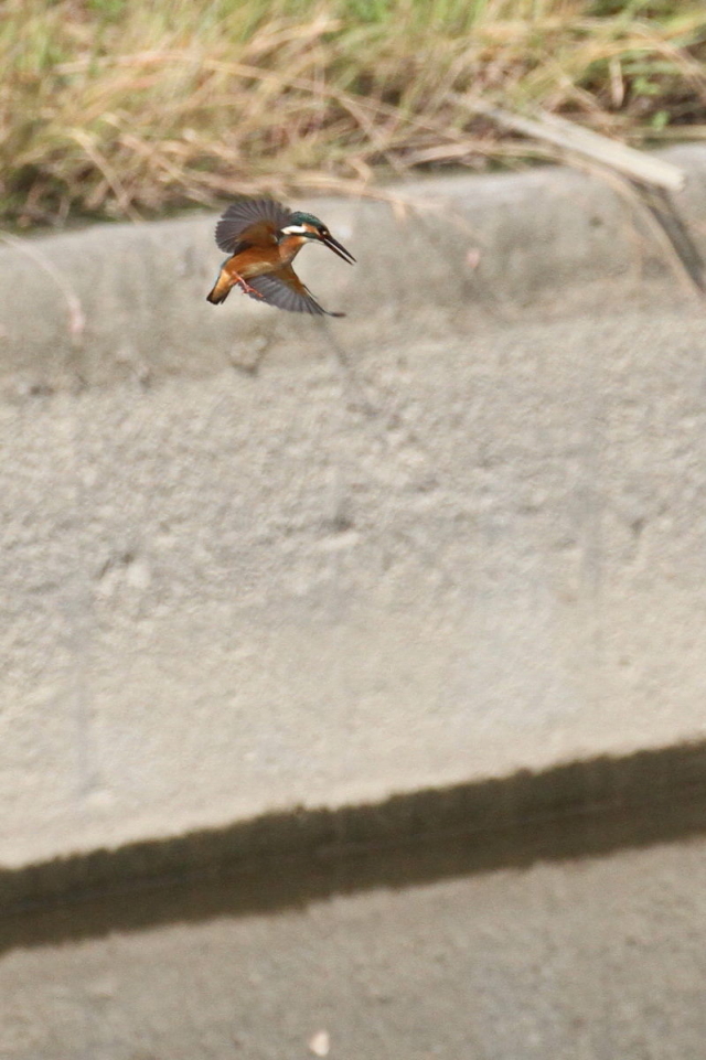 カワセミ　（♂）　飛び姿 （５態-3）　成鳥　大谷川　八幡市　2014/10/21　 Photo by Manda