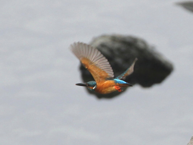 カワセミ　（♂）　飛び姿 （３態-3）　成鳥　京都市　宇治川　2014/06/17　 Photo by Manda　（写真提供：　萬田）