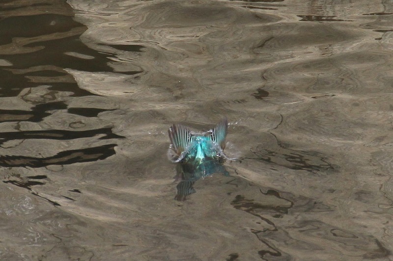 カワセミ（１０態-4）　大谷川　八幡市　2017/11/21-2018/0115　Photo by Manda　（写真提供：　萬田）