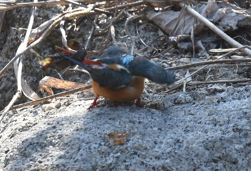 カワセミ（１３態-4）　山田池　枚方市　2018/02/18　Photo by Hyashi　（写真提供：　林）