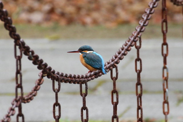 (13) カワセミ　（♀）　　成鳥　枚方市　山田池　2014/01/05　 Photo by Manda