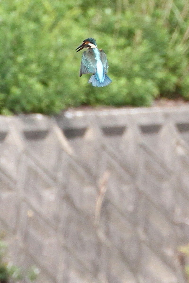 カワセミ　（♂）　飛び姿 （５態-4）　成鳥　大谷川　八幡市　2014/10/21　 Photo by Manda