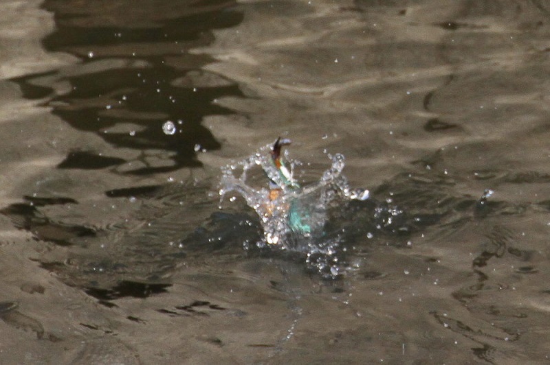カワセミ（１０態-5）　大谷川　八幡市　2017/11/21-2018/0115　Photo by Manda　（写真提供：　萬田）