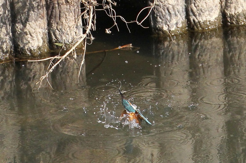 カワセミ（１０態-6）　大谷川　八幡市　2017/11/21-2018/0115　Photo by Manda　（写真提供：　萬田）