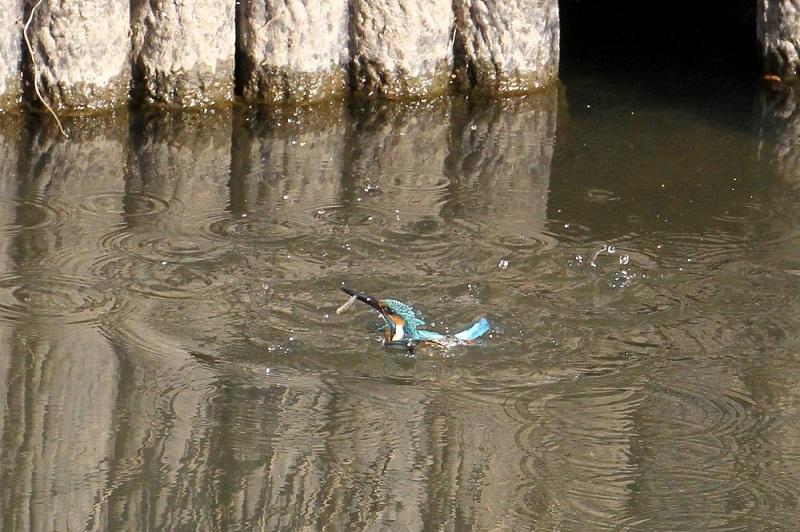 カワセミ（１０態-7）　大谷川　八幡市　2017/11/21-2018/0115　Photo by Manda　（写真提供：　萬田）