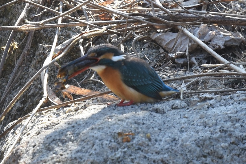 カワセミ（１３態-7）　山田池　枚方市　2018/02/18　Photo by Hyashi　（写真提供：　林）