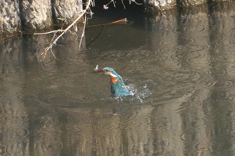カワセミ（１０態-8）　大谷川　八幡市　2017/11/21-2018/0115　Photo by Manda　（写真提供：　萬田）