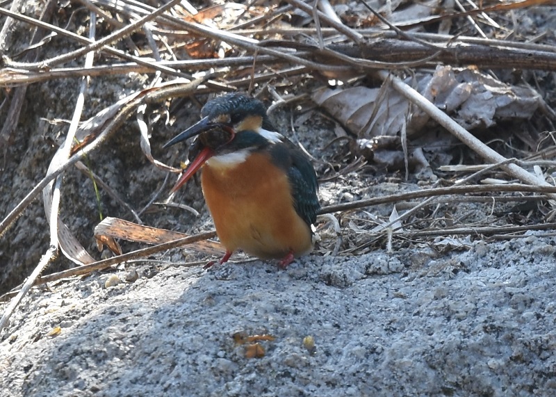 カワセミ（１３態-9）　山田池　枚方市　2018/02/18　Photo by Hyashi　（写真提供：　林）