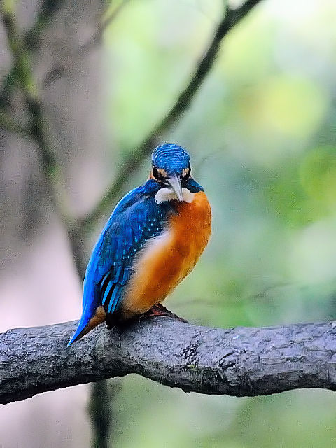 ⑤ カワセミ　（♂）　成鳥　京都府立植物園　2011/10/31　 Photo by Kohyuh
