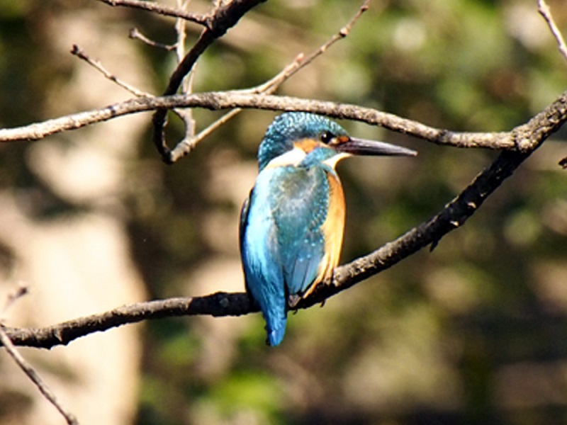 カワセミ♂　成鳥　大泉緑地公園　堺市2017/02/16　 Photo by Nagamura（写真提供：　長村）