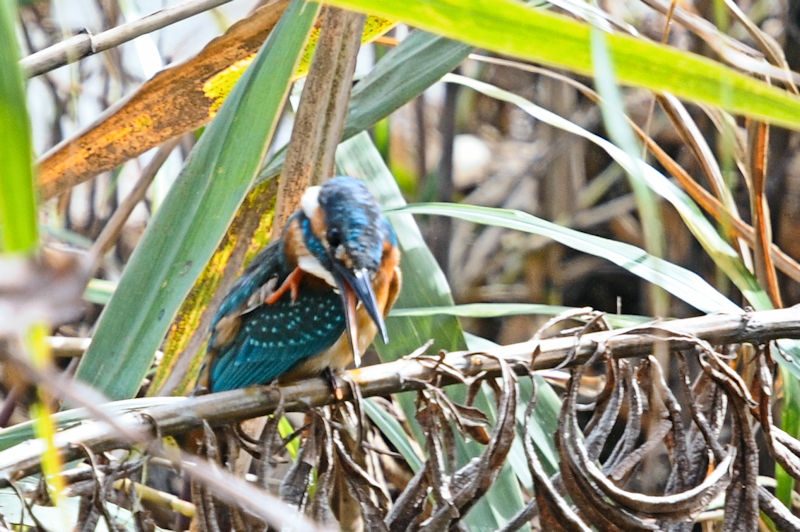 カワセミ♂成鳥　頭搔き　大谷川　八幡市　2021/10/18　 Photo by Kohyuh