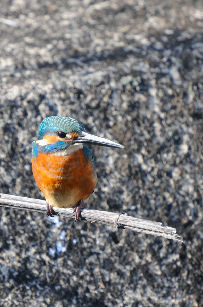 カワセミ♂　成鳥　大谷川　八幡市　2021/11/24　 Photo by Kohyuh