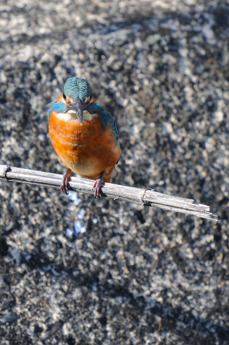 カワセミ♂　成鳥　大谷川　八幡市　2021/11/24　 Photo by Kohyuh