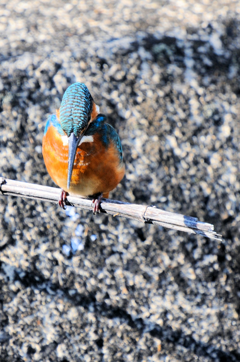 カワセミ♂　成鳥　大谷川　八幡市　2021/11/24　 Photo by Kohyuh