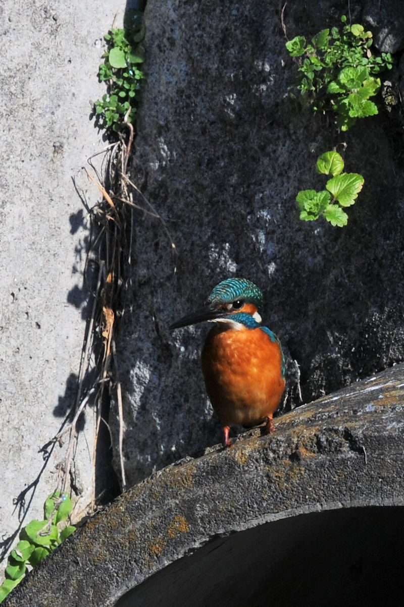 カワセミ♂ 成鳥　大谷川　八幡市　2021/12/15　 Photo by Kohyuh