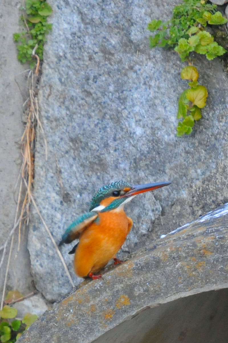 カワセミ♀ 成鳥　大谷川　八幡市　2022/01/17　 Photo by Kohyuh
