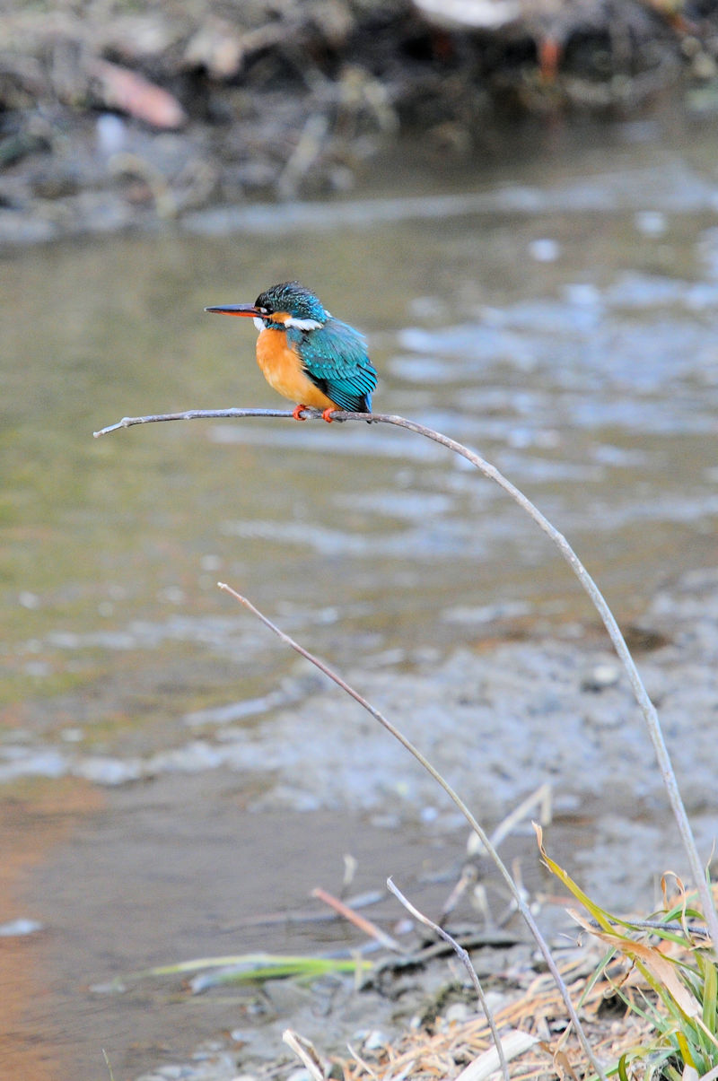 カワセミ♀　大谷川　2022/02/05　Photo by Kohyuh