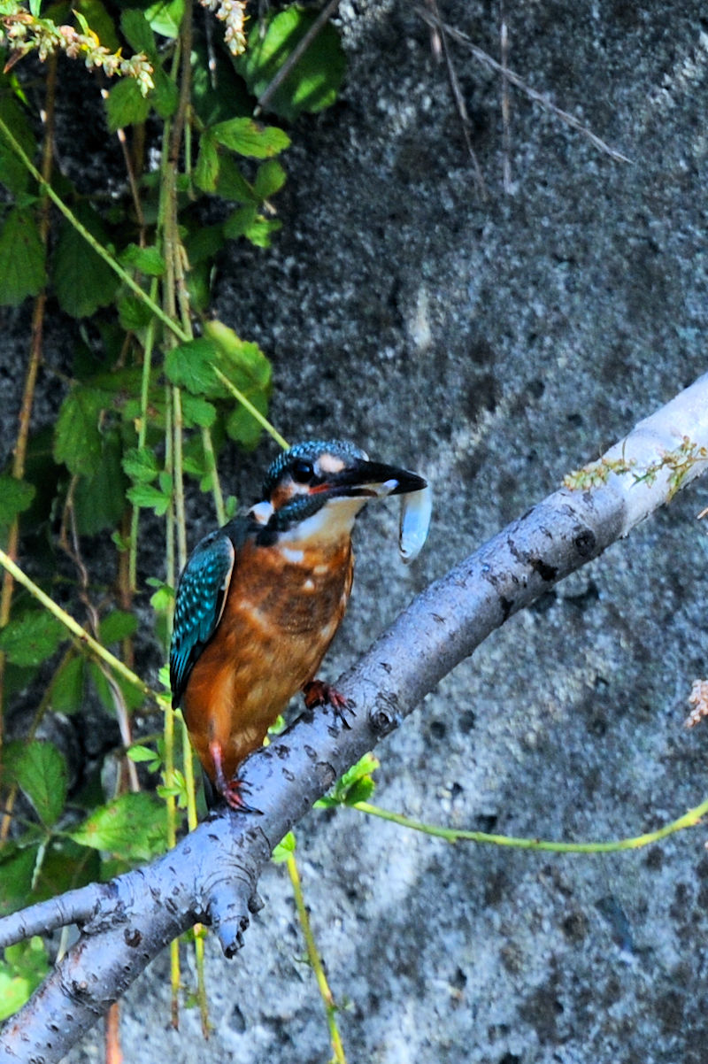カワセミ♂　成鳥　大谷川　八幡市　2022/10/31　 Photo by Kohyuh